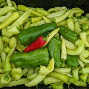 A bin full of green and light green peppers, with a single red peeper in the center.